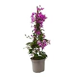 Verdecora Buganvilla 3 tallos | Flor de Papel | Planta natural de exterior con flor en maceta con...