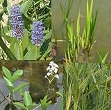 Plantas de la Charca Set Mini Estanque con Wasserschwaden, Kalmus, Fieberklee y Repollos de...