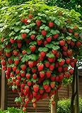Fresa trepadora - Arbusto de fresas (5 plantas rojas) - Ideal para balcones, terrazas, pequeños...